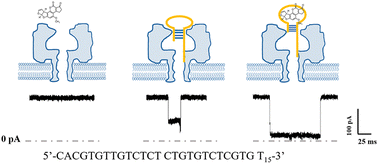 Graphical abstract: Nanopore single-molecule investigation of aflatoxin B1–aptamer interactions for evolving the aptamer